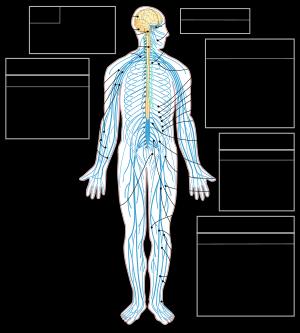 X-ray